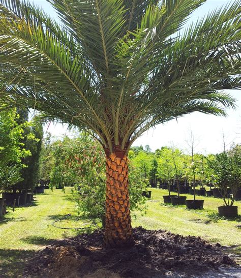 Too much water can cause cracks in your royal <b>palm</b> tree trunk. . How to stain a sylvester palm